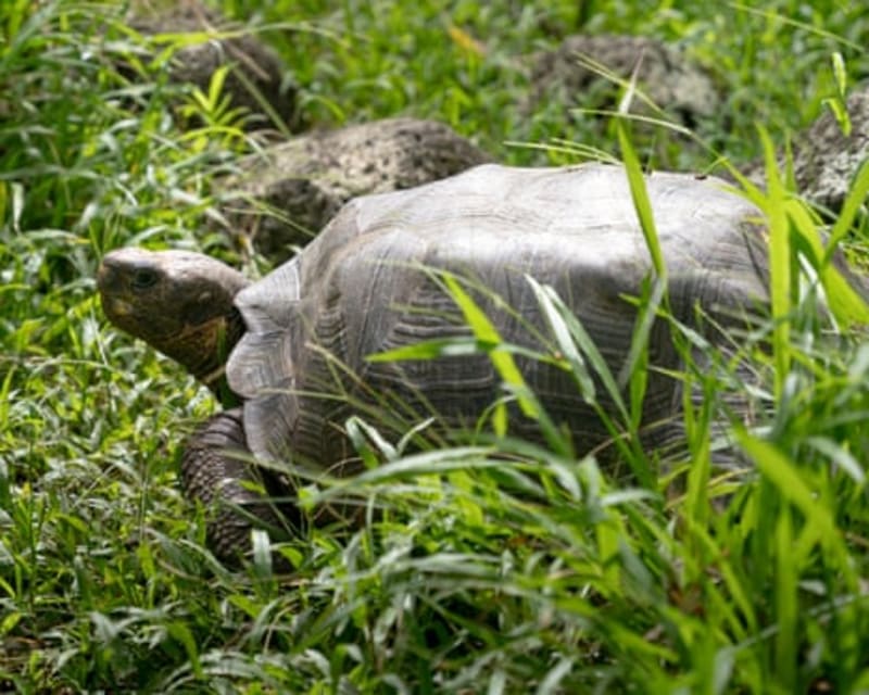 Giant Tortoises Return to Galápagos After 180 Years - Image 3