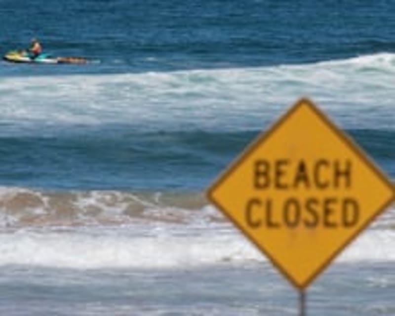 Rare Fish Resurfaces After 15 Years in Australian Kelp - Image 4