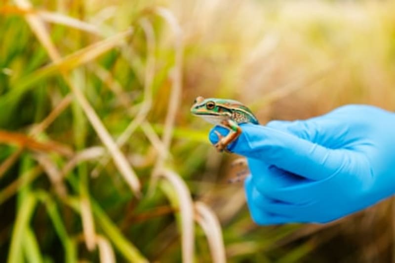 Scientists Return Frogs to Australia After 40-Year Extinction - Image 3