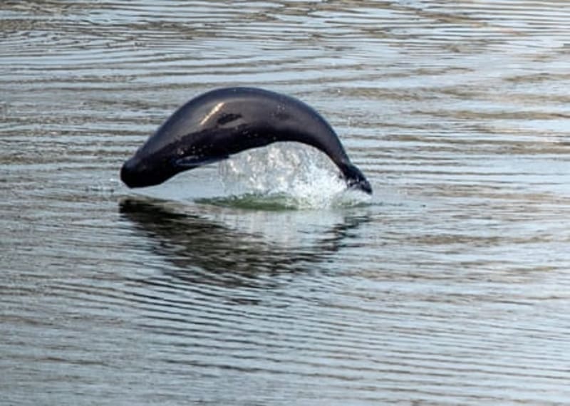 China's Yangtze River Doubles Fish Populations After Ban - Image 4