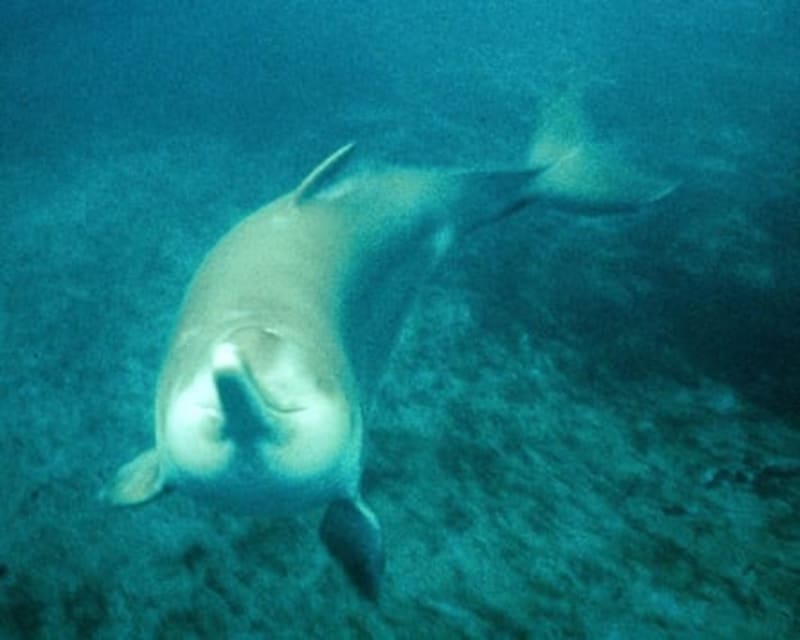 China's Yangtze River Doubles Fish Populations After Ban - Image 5