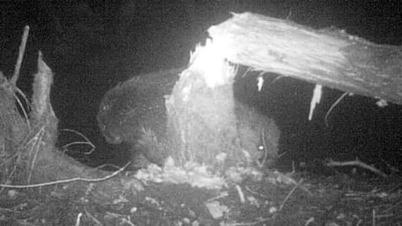Wild Beaver Couple Settles in Norfolk After 500 Years - Image 3