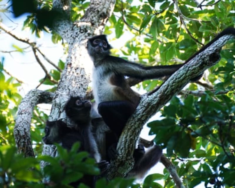 Spider Monkeys Share Food Tips Like Forest Friends - Image 3