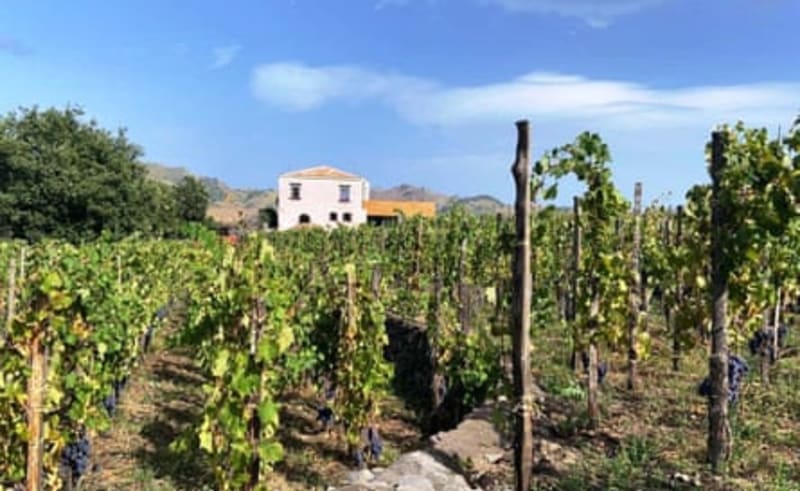 Sicilian Farmers Turn Volcano Ash Into Natural Fertilizer - Image 5