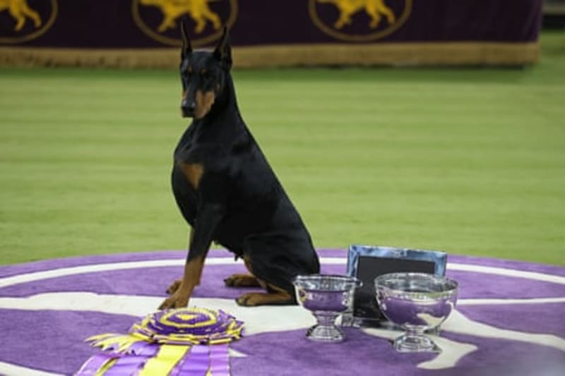 Doberman Penny Wins Westminster After 37-Year Wait - Image 3
