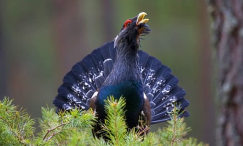 Scotland's Rare Capercaillie Population Jumps 50% in 5 Years - Image 4