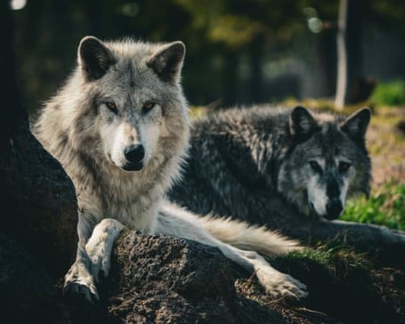Gray Wolf Reaches LA County After 100-Year Absence - Image 3