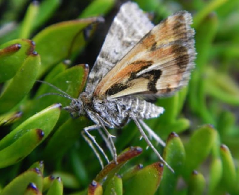 Tiny Avatar Moth Wins New Zealand's Bug of the Year - Image 3