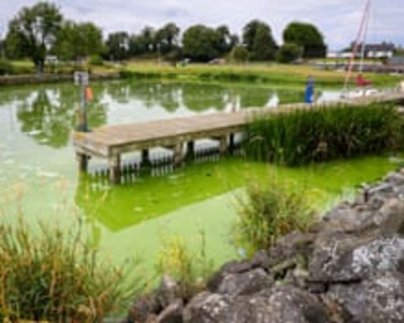 UK Tribunal Orders Transparency for Organic Salmon Farms - Image 5