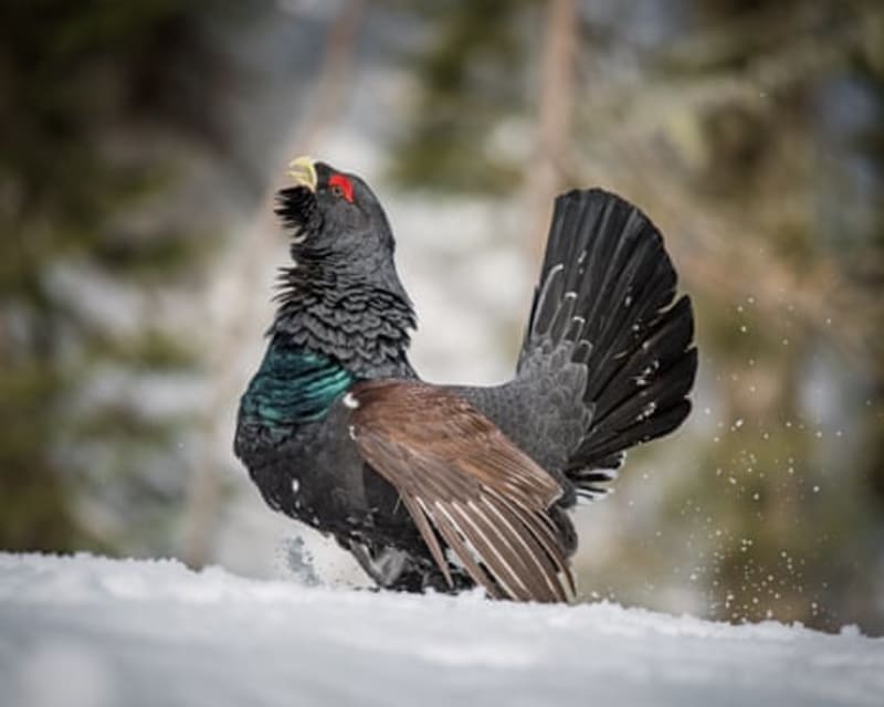 Scotland's Rare Capercaillie Population Jumps 50% in 5 Years - Image 3