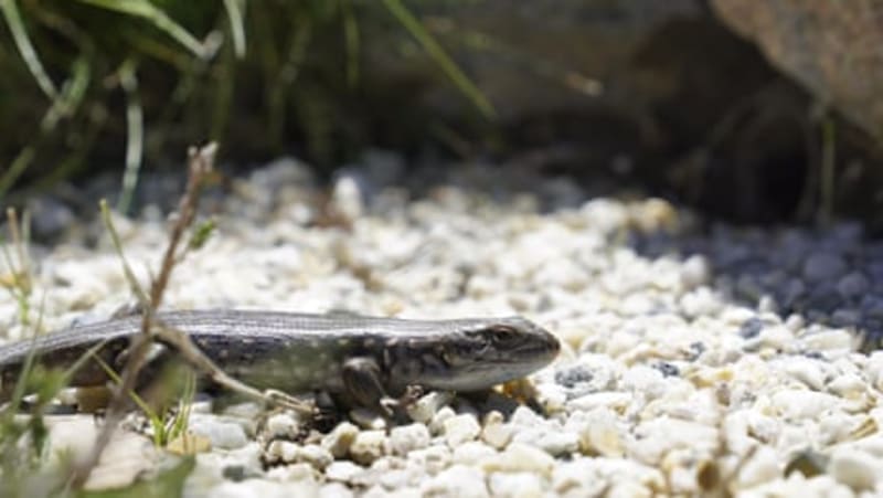 Pregnant Skink Could Save Her Species in Australia - Image 3