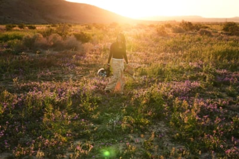 Death Valley Wildflowers Signal Rare Superbloom Unfolding - Image 3