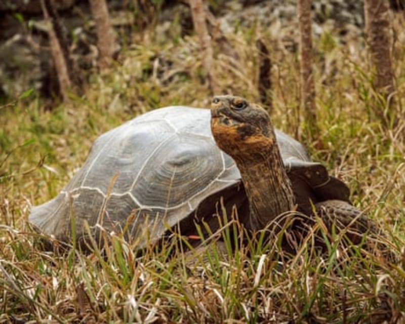 Giant Tortoises Return to Galápagos After 180 Years - Image 4