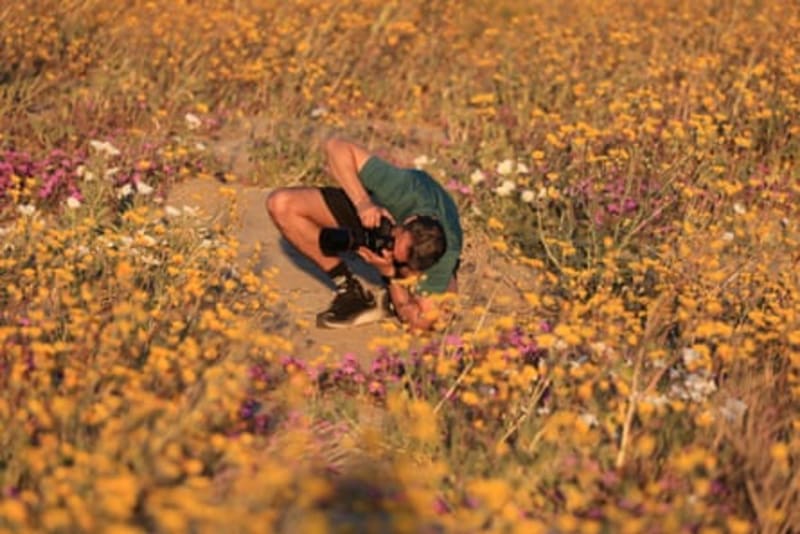 Death Valley Wildflowers Signal Rare Superbloom Unfolding - Image 4