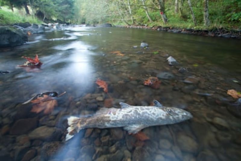 Judge Orders Columbia River Protection for Endangered Salmon - Image 3