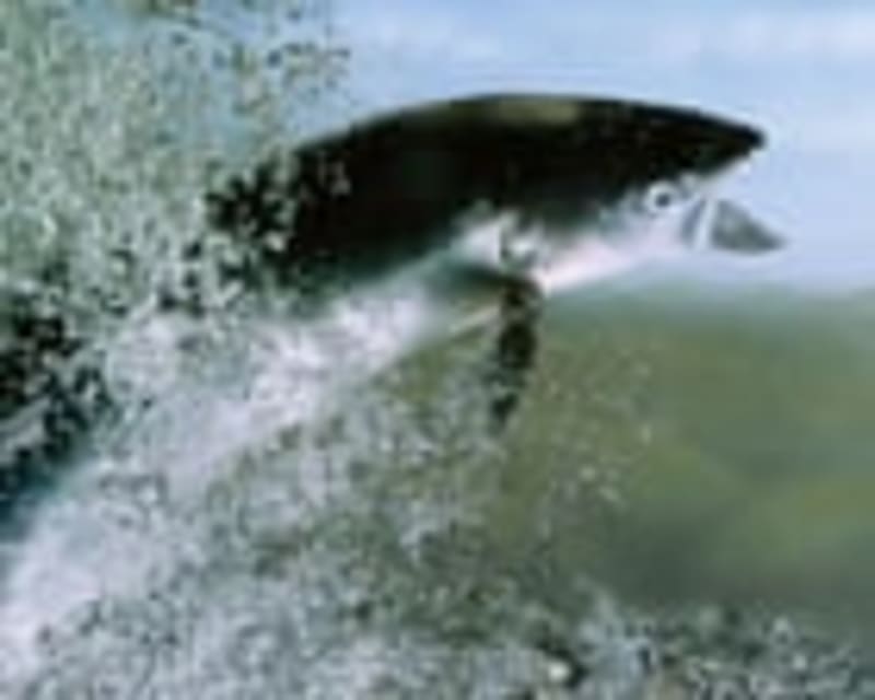 Hope Swims Upstream: Young Salmon Signal Environmental Revival in English Rivers