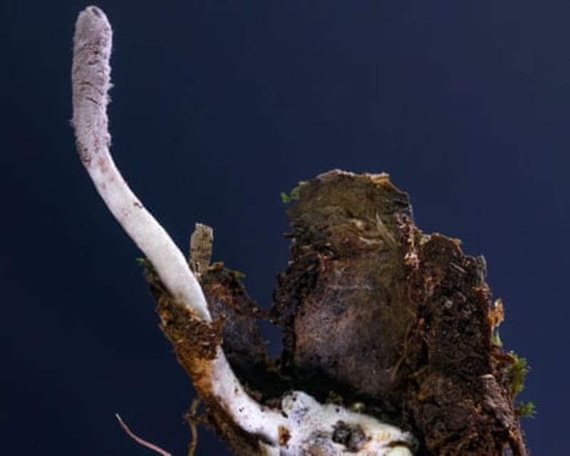 Scientists Celebrate 125 Remarkable New Plants and Fungi Discoveries in 2025 - Image 5