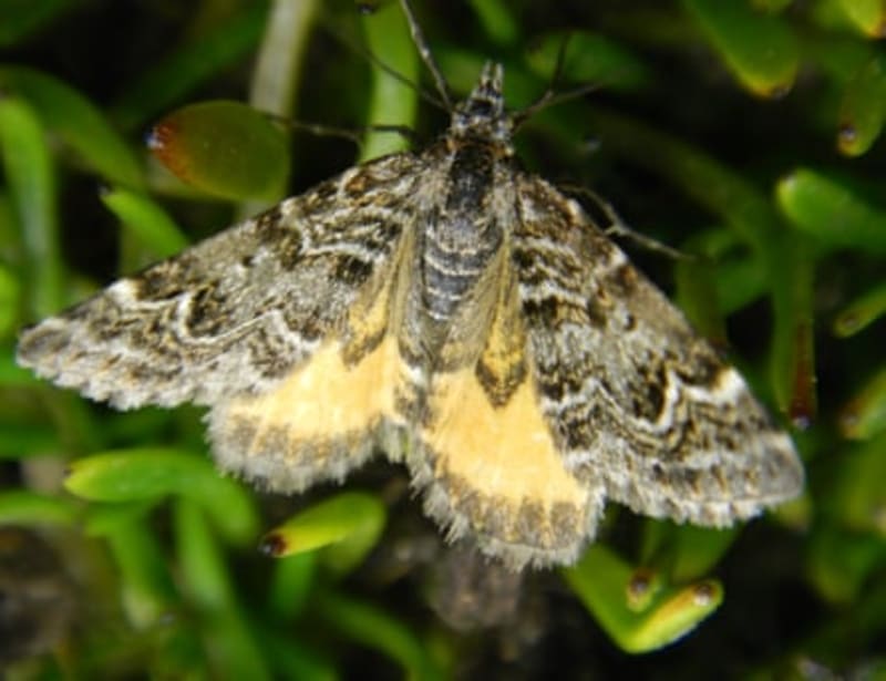 Tiny Avatar Moth Wins New Zealand's Bug of the Year - Image 5