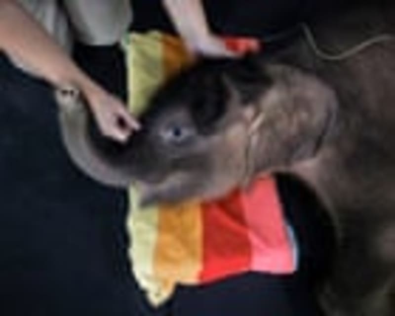 Thailand's Tiny Elephant Hope: How One Calf's Survival Reveals Complex Wildlife Challenges