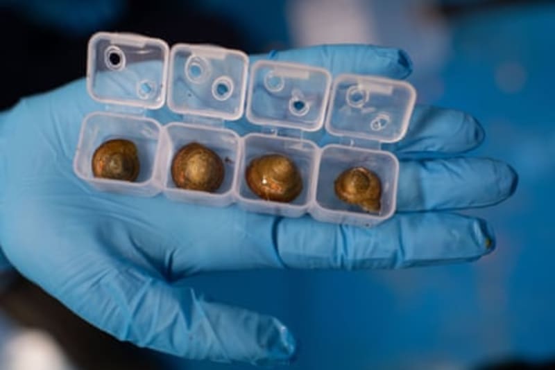 Bermuda Snail Saved From Extinction After 100K Released - Image 5