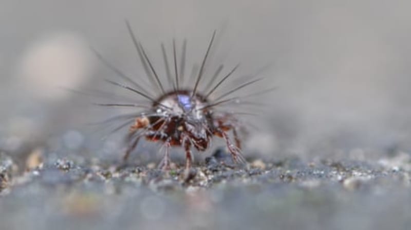 Tiny Avatar Moth Wins New Zealand's Bug of the Year - Image 4