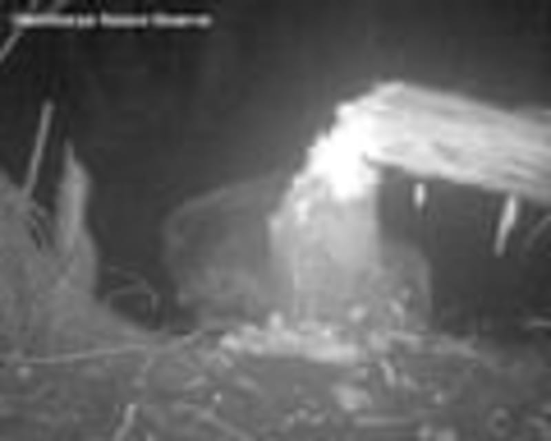 Wild Beaver Couple Settles in Norfolk After 500 Years - Image 4
