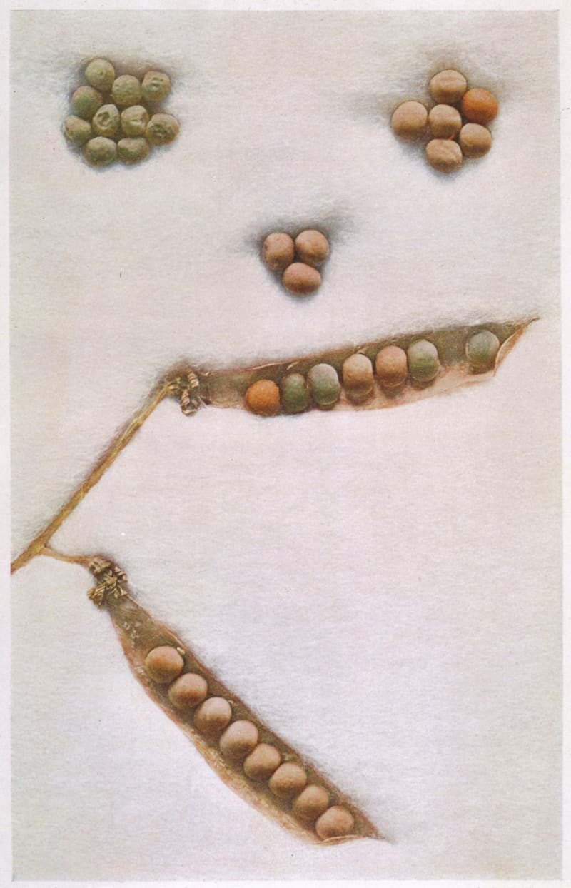 Monk's Pea Plant Discovery Changed Science Forever - Image 4