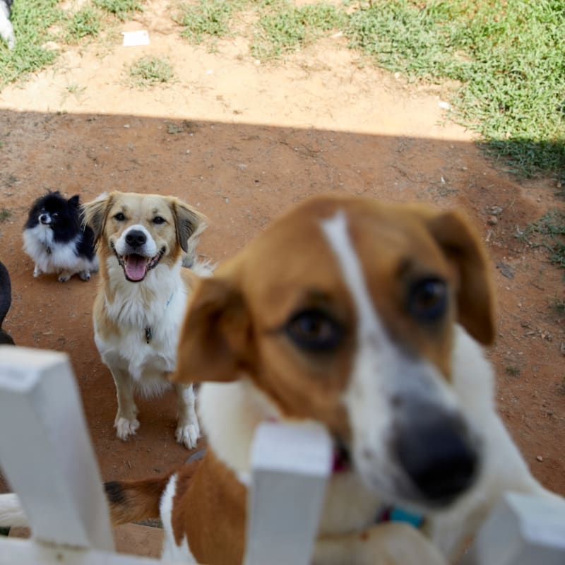 Dogs Find New Truffle Species While Hunting in North Carolina - Image 5