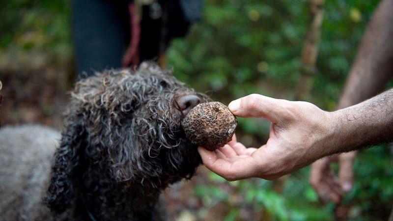 Dogs Find New Truffle Species While Hunting in North Carolina