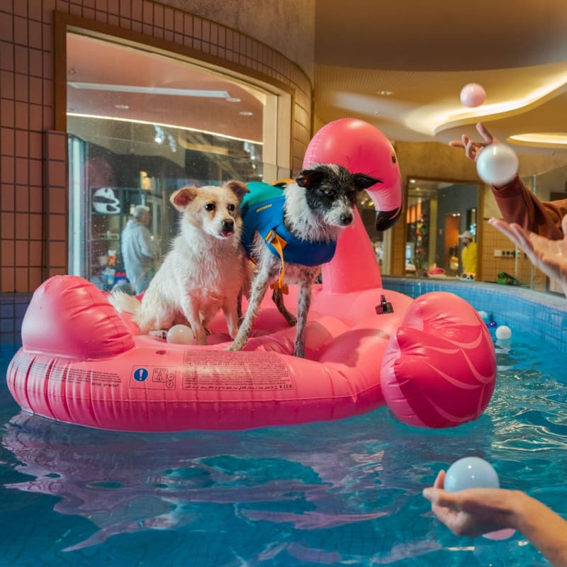 Dogs Find New Truffle Species While Hunting in North Carolina - Image 3