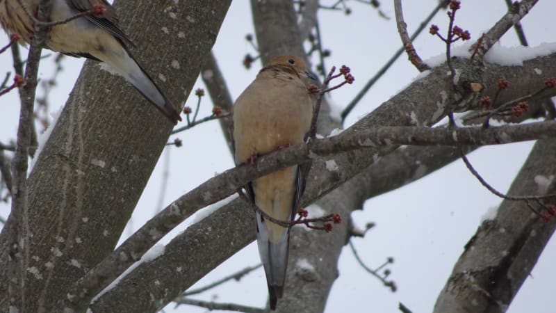 Close-up photograph of a peaceful mourning dove perched naturally, showing its gentle gray-brown feathers and serene presence