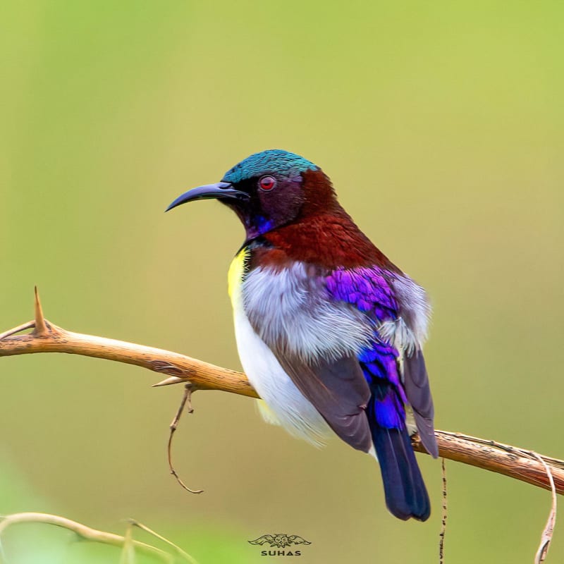 Male purple-rumped sunbird in vibrant breeding plumage displaying iridescent purple and green feathers perched on branch