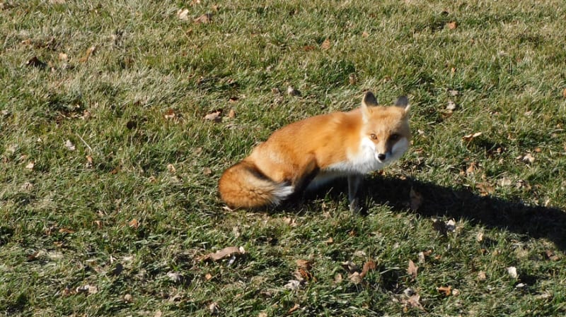 Adorable Fox Visitor Brings Joy to Homeowner's Yard