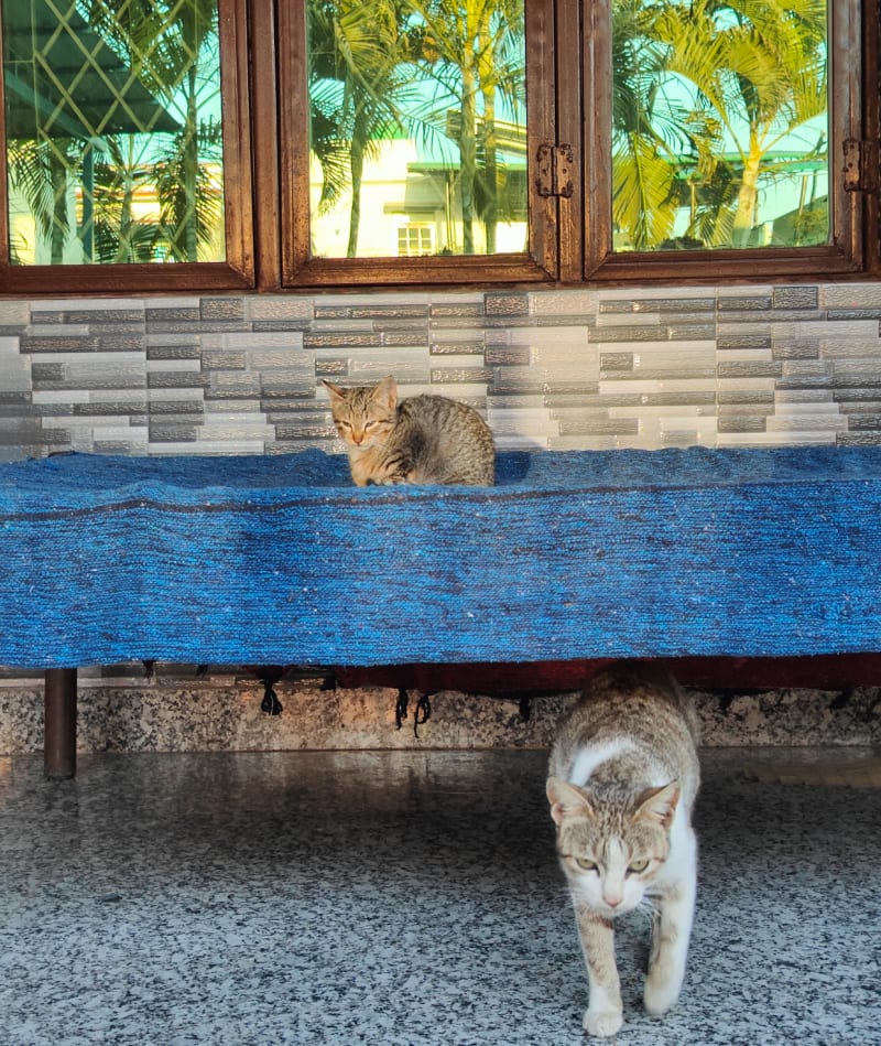 Two peaceful cats in a heartwarming domestic scene, one resting while another keeps watch nearby.
