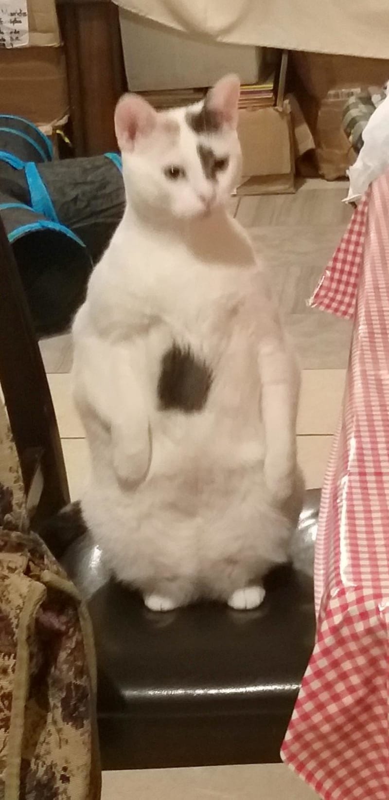 Alert cat standing in protective guardian pose after hearing a strange noise in the home