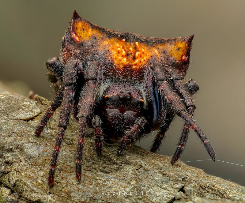 Detailed close-up photograph of a Parawixia dehaani orb-weaver spider displaying its intricate natural patterns and coloration
