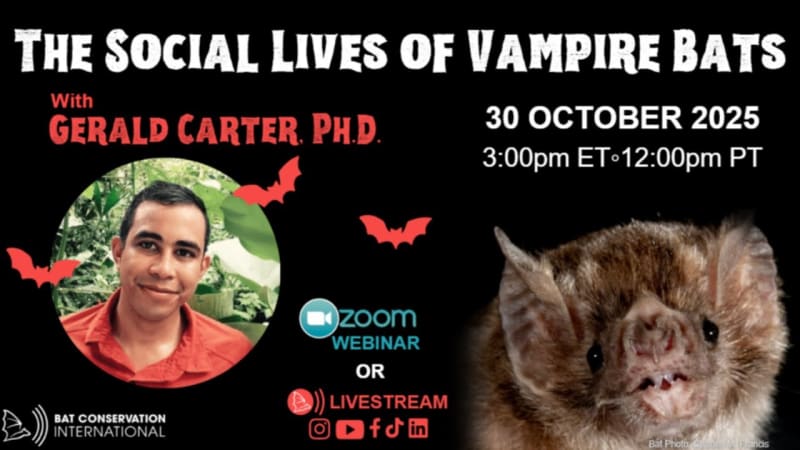 Vampire Bats Start Talking Alike After Becoming Friends - Image 2
