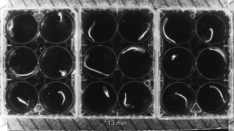 Jellyfish Reveal Beautiful Secret: Sleep Existed Before Brains Even Evolved! - Image 3