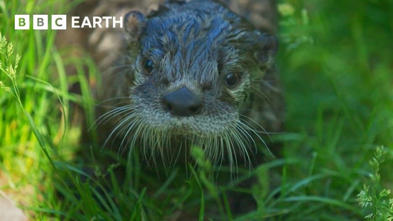 Orphaned Otter Pups Learn to Swim at Rehab Center