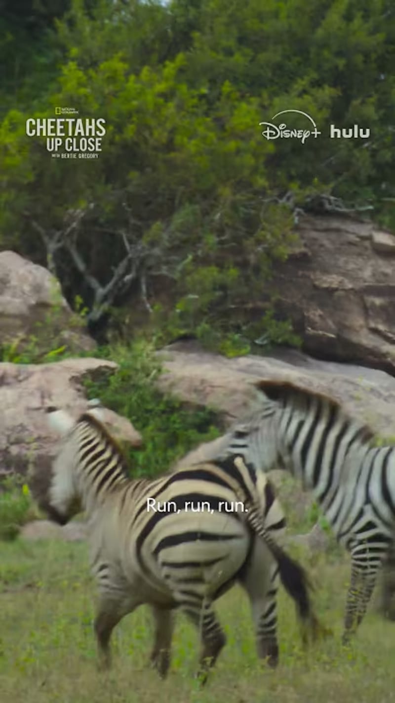 Cheetah Cubs Learn to Hunt in New National Geographic Series