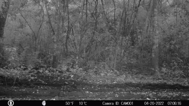 Wild Jaguars Meow Like House Cats, Scientists Discover - Image 4
