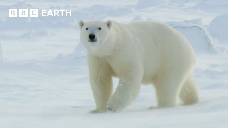 BBC Earth Brings the Wonders of Winter Wildlife to Your Screen 24/7