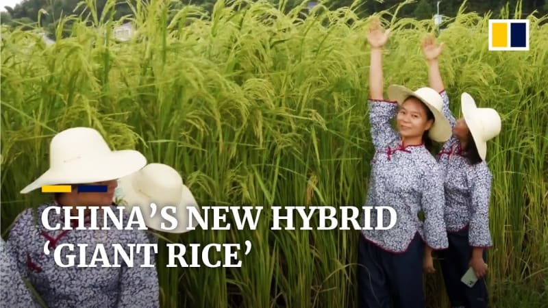 Revolutionary Self-Cloning Rice Could Help Feed Hundreds of Millions Worldwide - Image 3