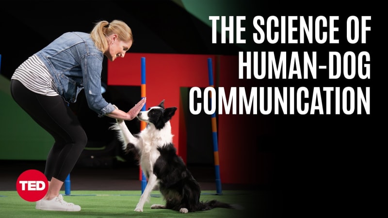 ** Border collie jumping through agility course obstacle while trainer Jennifer Crank guides with hand signals
