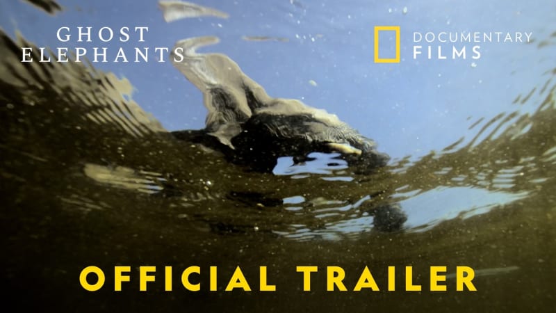 Conservation biologist tracking through dense forest highlands searching for elusive elephant herd in Angola