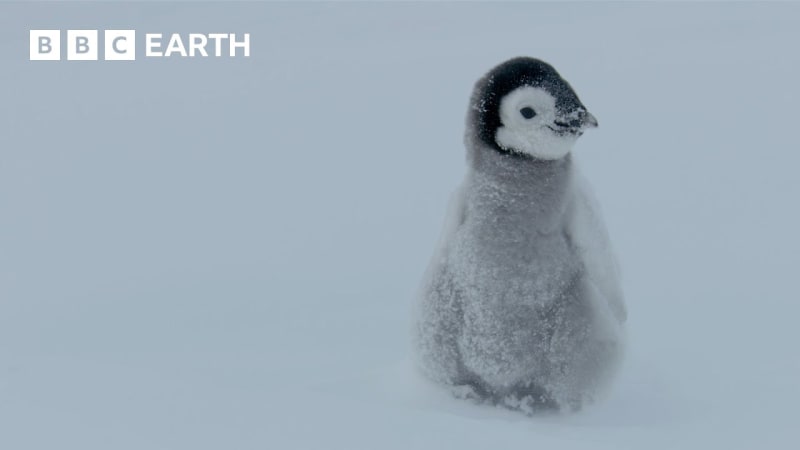 Baby Penguin Takes First Steps Under Dad's Watchful Eye