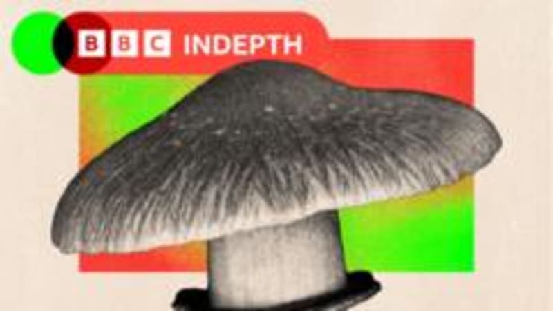 Magic Mushrooms: A Potential Mental Health Breakthrough in NHS Treatment