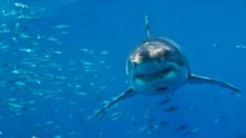 Mediterranean's Great White Sharks on Brink of Extinction, Researchers Warn