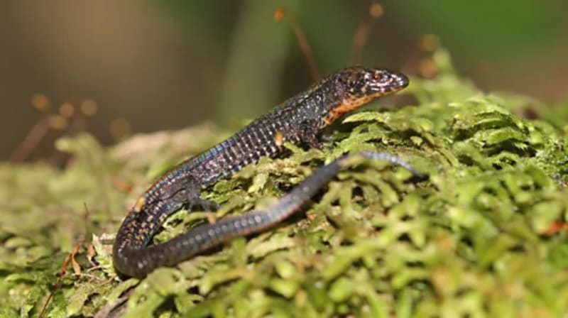 Ancient Ruins Become Unexpected Sanctuaries for Endangered Wildlife - Image 2