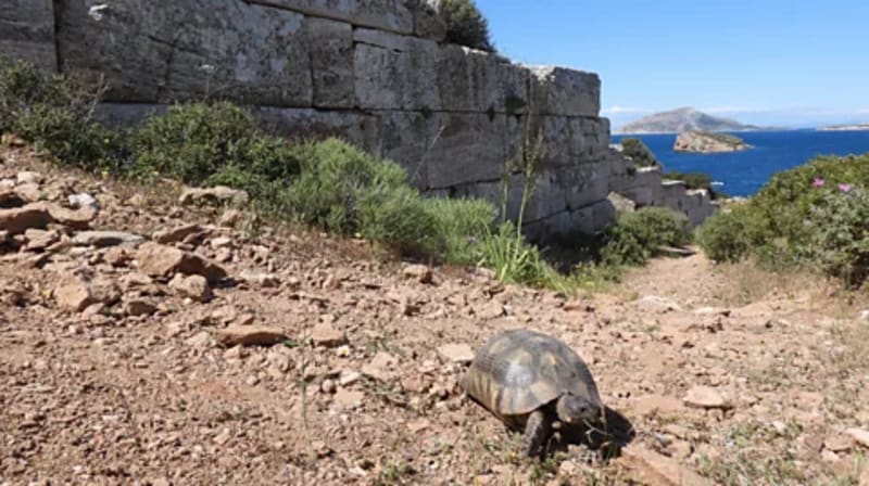 Ancient Ruins Become Unexpected Sanctuaries for Endangered Wildlife - Image 4
